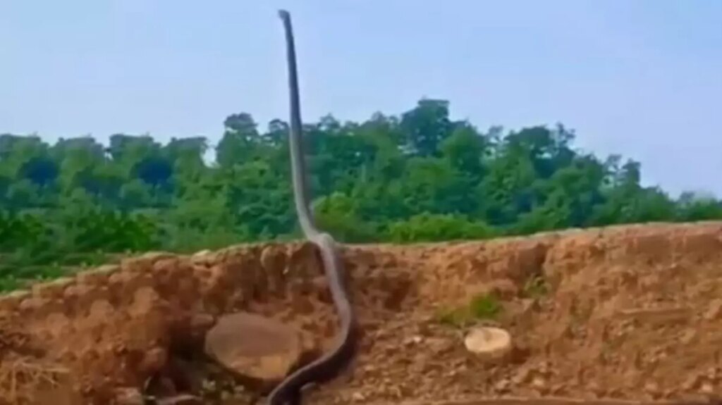 Adeta gökyüzüne uzandı! Orman görevlisi görüntüyü elleri titreyerek çekti