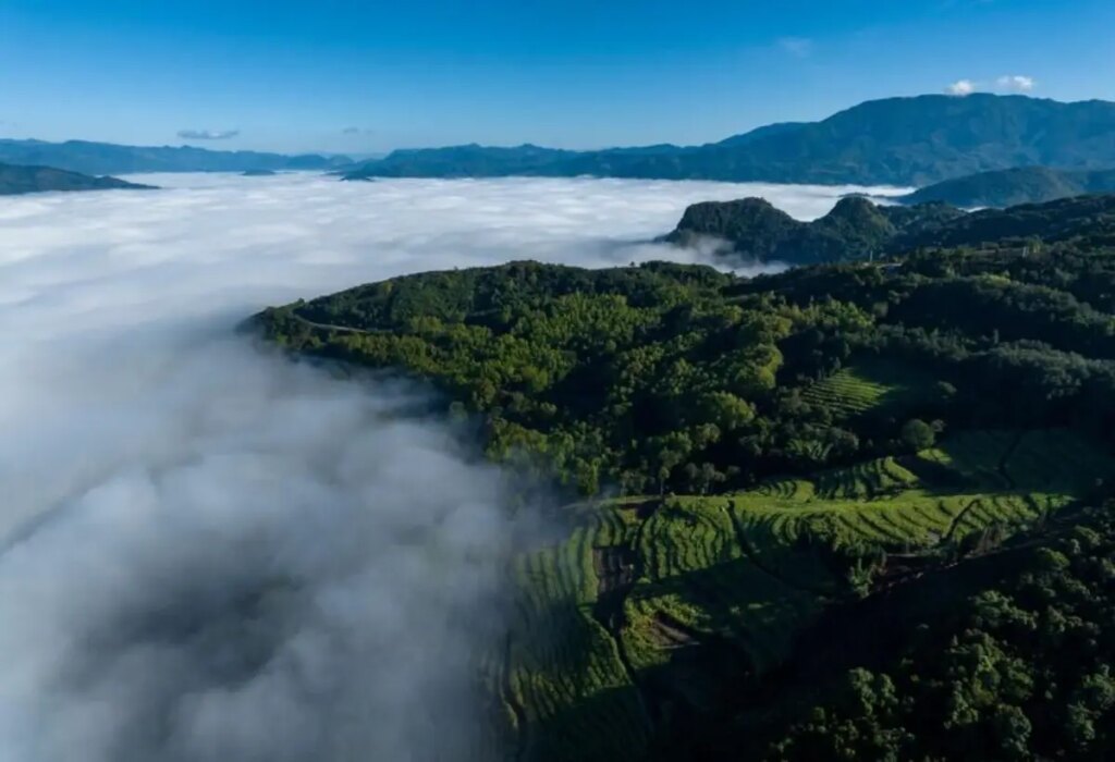 Çin’in Yunnan Eyaletinden Antik Çay Ağaçlarının Korunmasıyla İlgili Yeni Düzenleme
