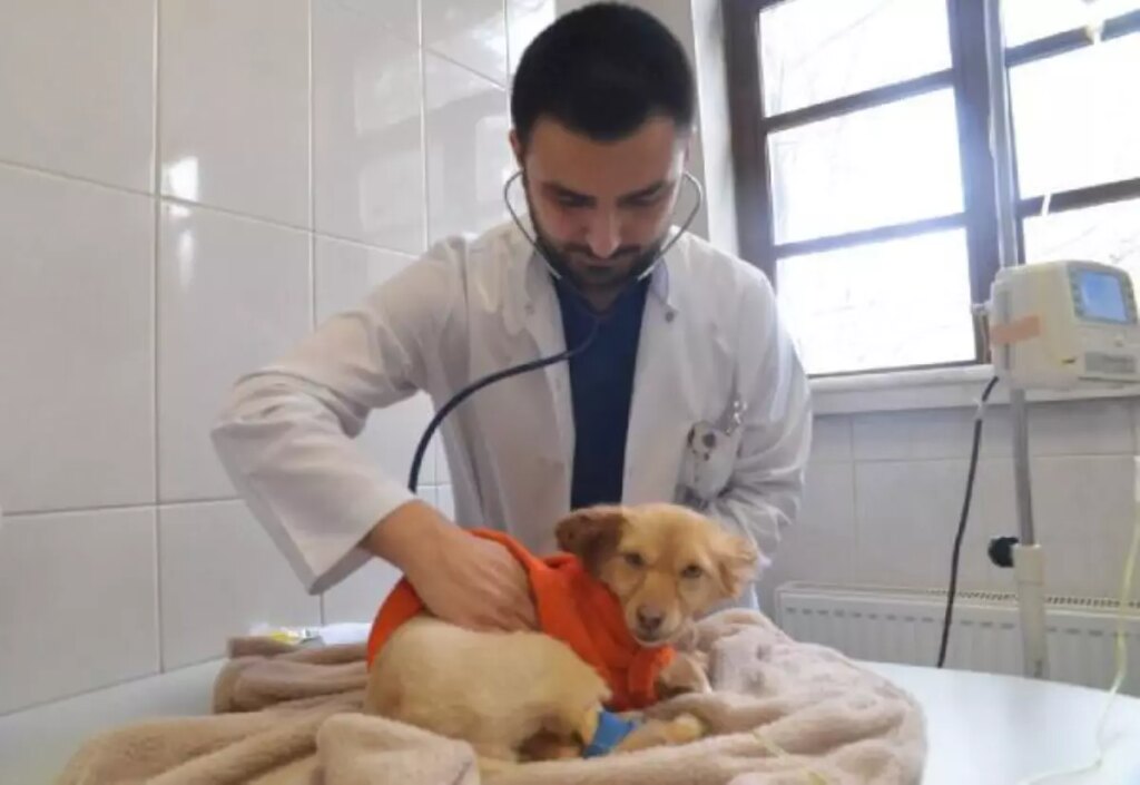 Depremden kurtarılan hayvanlara rehabilitasyon