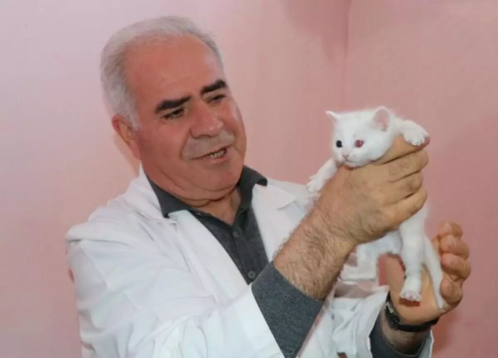 Depremzede Van kedileri, Van Kedi Villası’nda