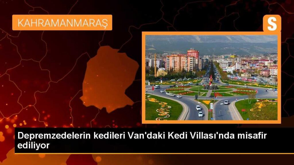 Depremzedelerin kedileri Van’daki Kedi Villası’nda misafir ediliyor