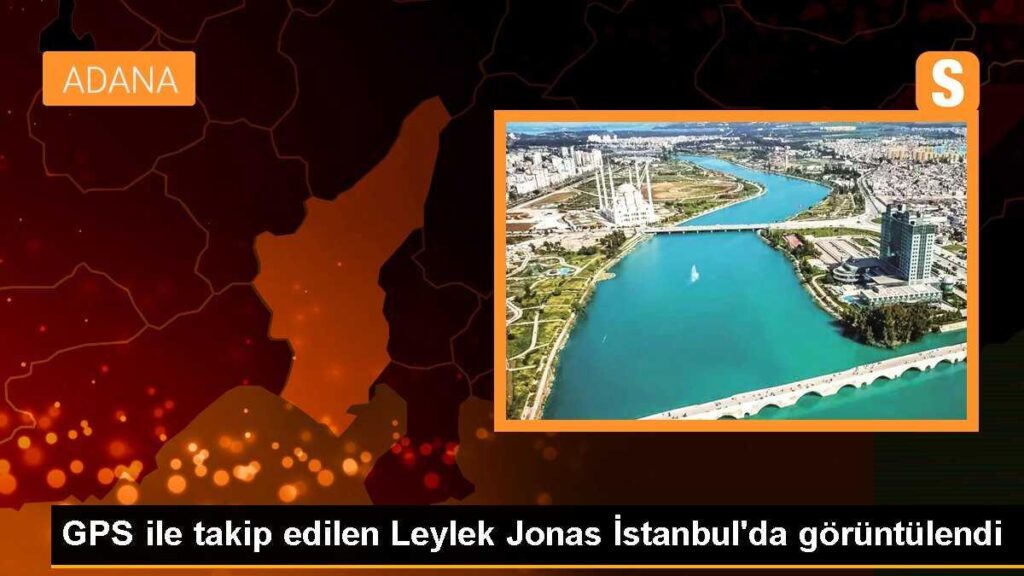 GPS ile takip edilen Leylek Jonas İstanbul’da görüntülendi