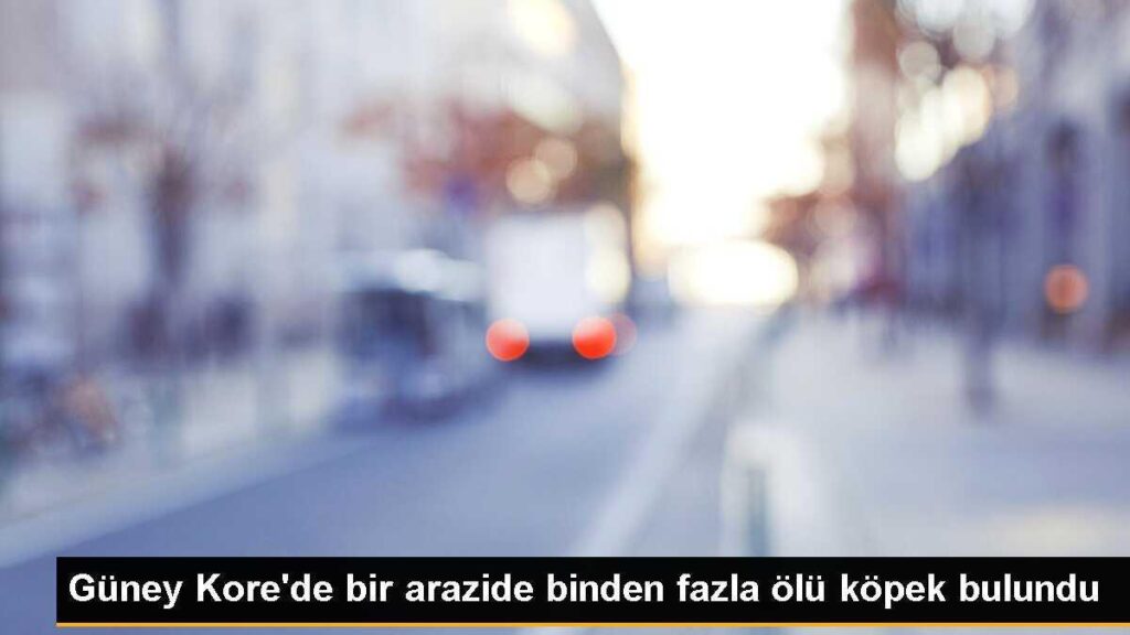 Güney Kore’de bir arazide binden fazla ölü köpek bulundu