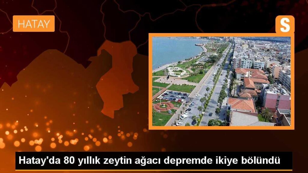 Hatay’da 80 yıllık zeytin ağacı depremde ikiye bölündü