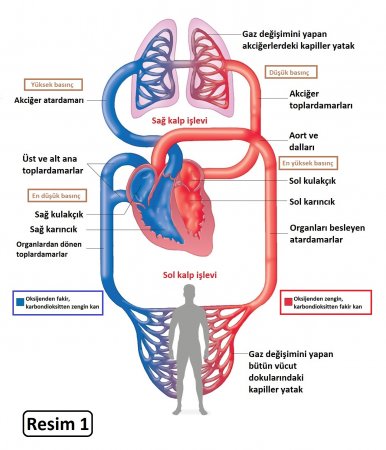 Kan dolaşımı