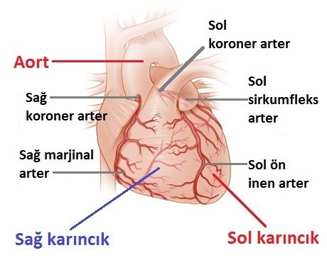 Koroner dolaşım
