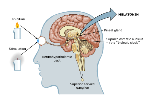 Melatonin hormonu