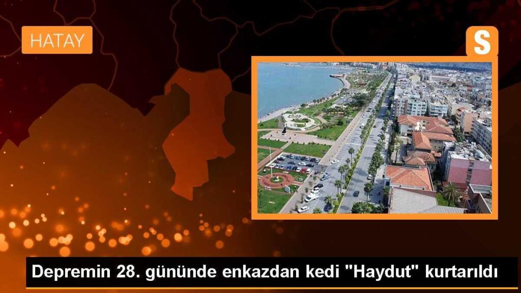 Depremin 28. gününde enkazdan kedi “Haydut” kurtarıldı