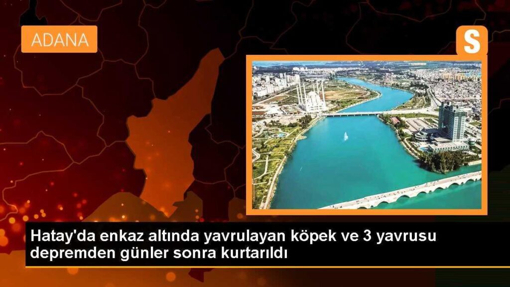 Hatay’da enkaz altında yavrulayan köpek ve 3 yavrusu depremden günler sonra kurtarıldı