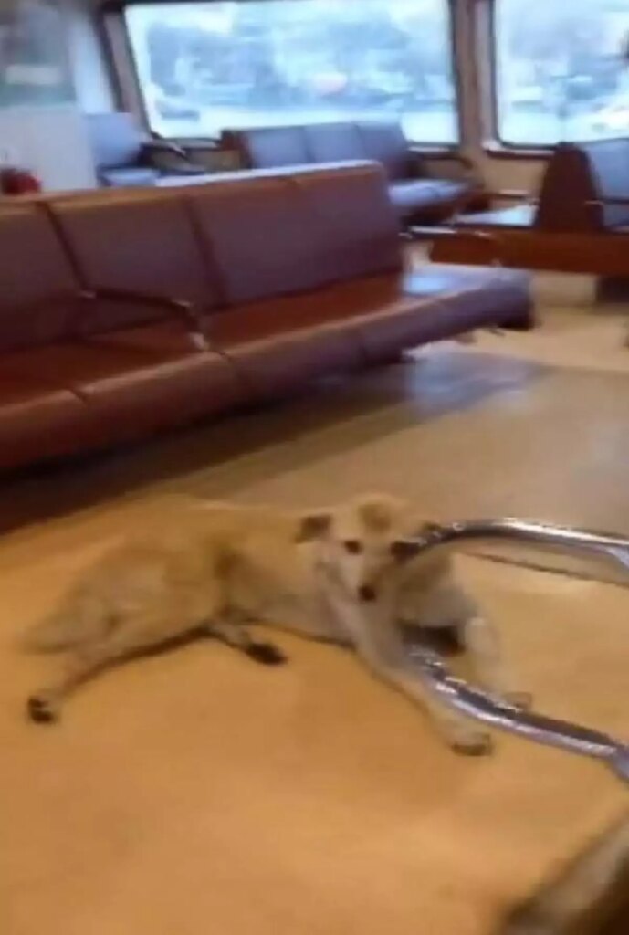 Kadıköy-Beşiktaş vapuruna sokak köpeği bindi, seferi iptal eden kaptana yolculardan tepki